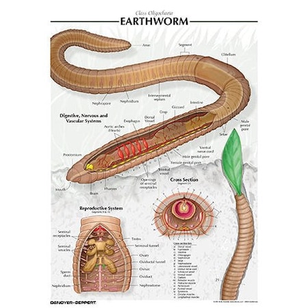 Charts/Posters, Earthworm Chart